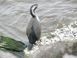 Cormoran moucheté