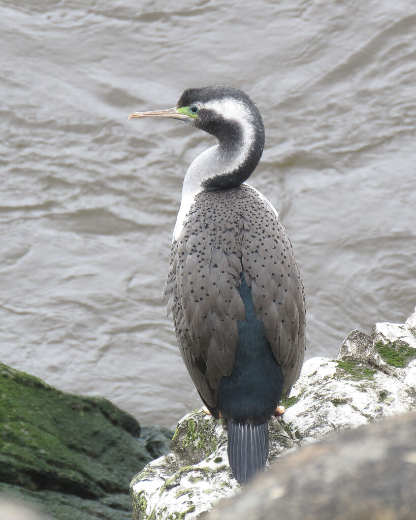 Cormoran moucheté