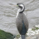 Cormoran moucheté