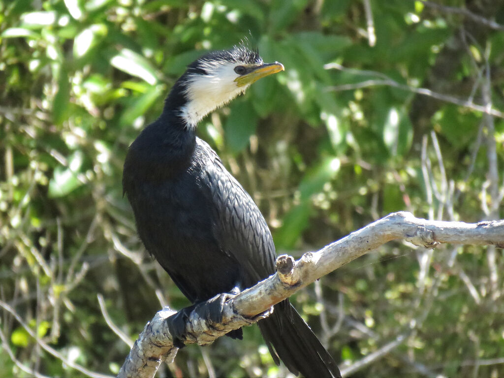 Little Pied Cormorant