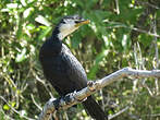 Cormoran pie