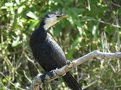 Little Pied Cormorant