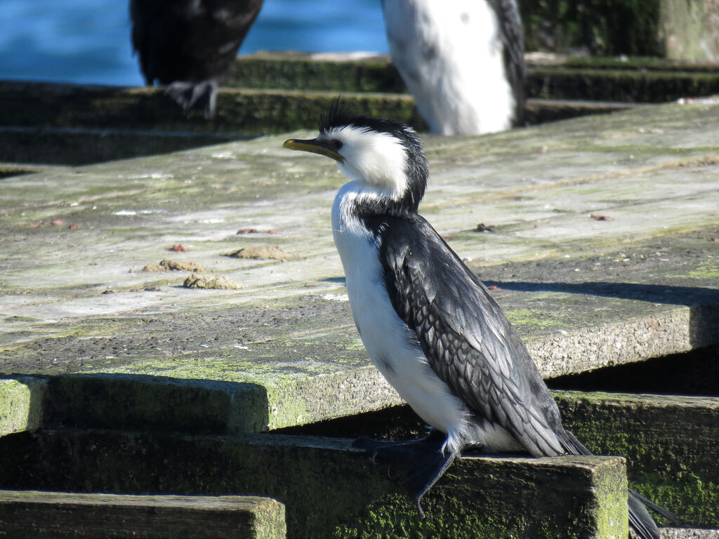 Little Pied Cormorant