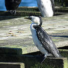 Cormoran pie