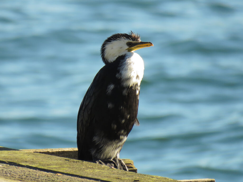 Little Pied Cormorant