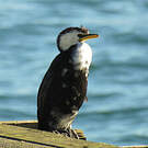 Cormoran pie