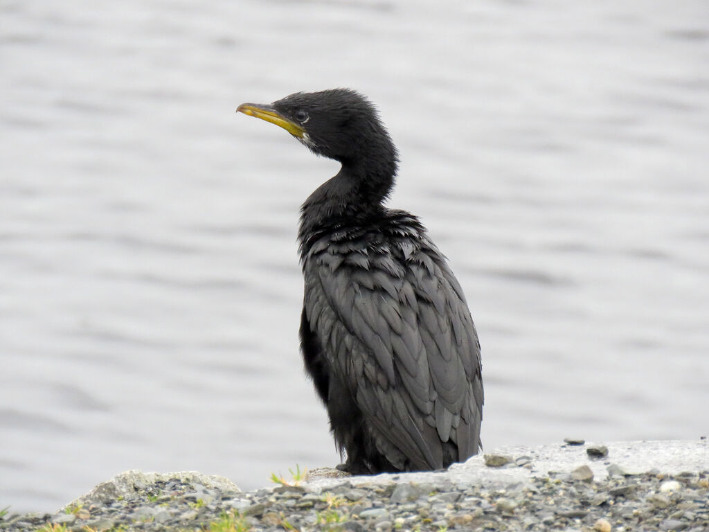 Little Pied Cormorant