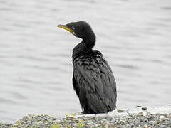 Little Pied Cormorant