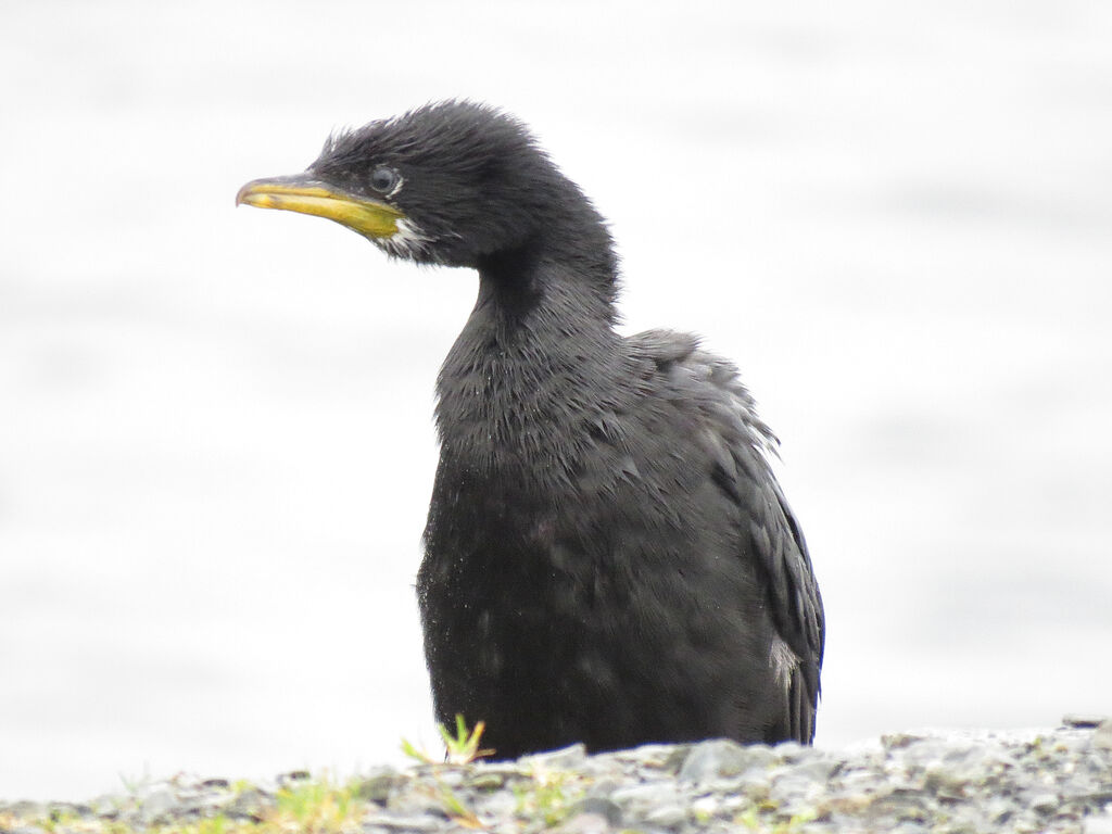 Little Pied Cormorant