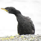 Cormoran pie