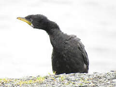 Little Pied Cormorant