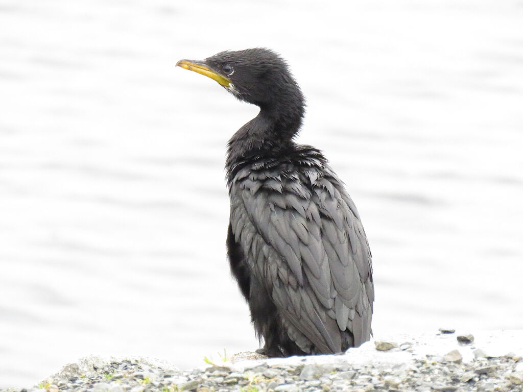 Little Pied Cormorant