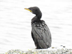 Cormoran pie