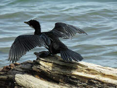 Little Pied Cormorant