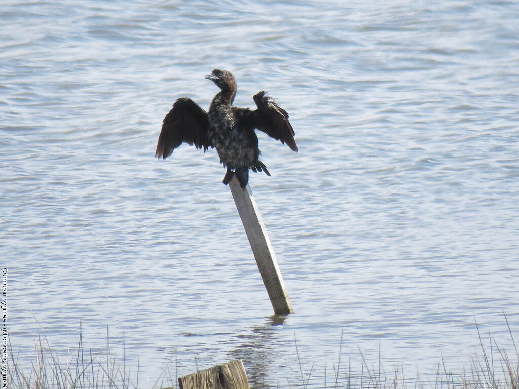 Pygmy Cormorant