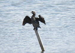 Pygmy Cormorant