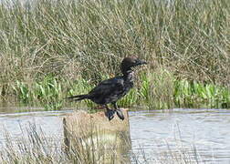 Pygmy Cormorant