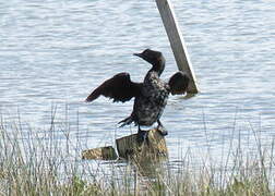 Pygmy Cormorant