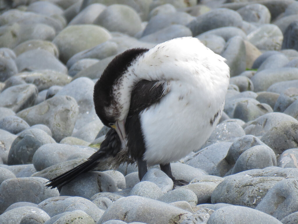 Australian Pied Cormorantsubadult transition