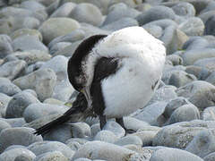 Australian Pied Cormorant