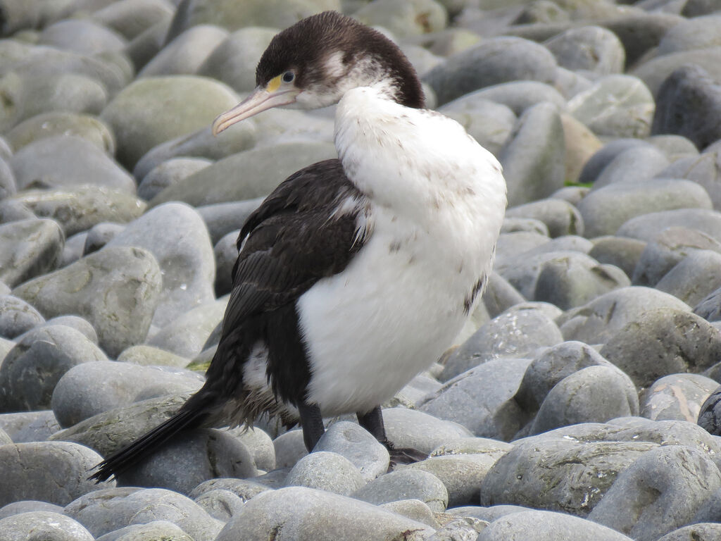 Australian Pied Cormorantsubadult transition