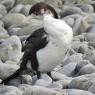 Cormoran varié