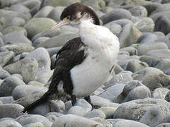 Australian Pied Cormorant