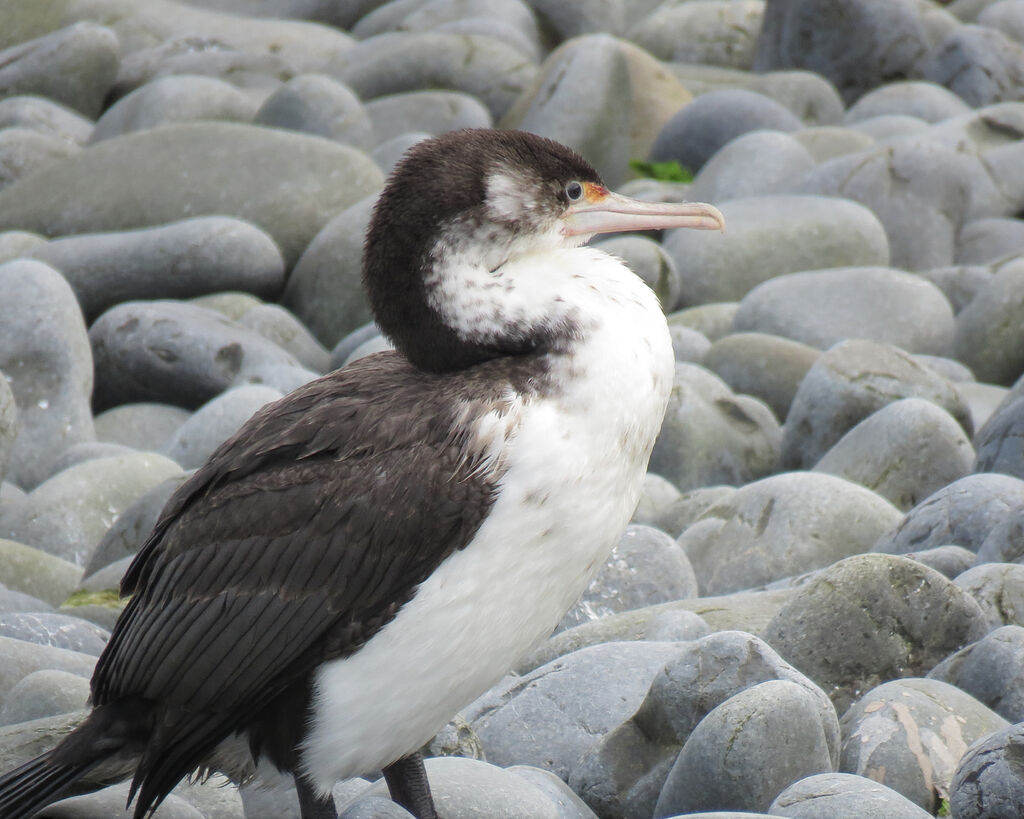 Australian Pied Cormorantsubadult transition