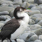 Cormoran varié