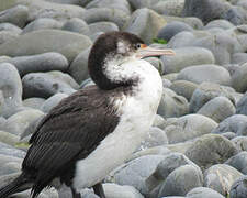 Australian Pied Cormorant