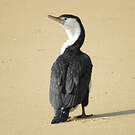 Cormoran varié
