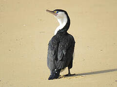 Australian Pied Cormorant