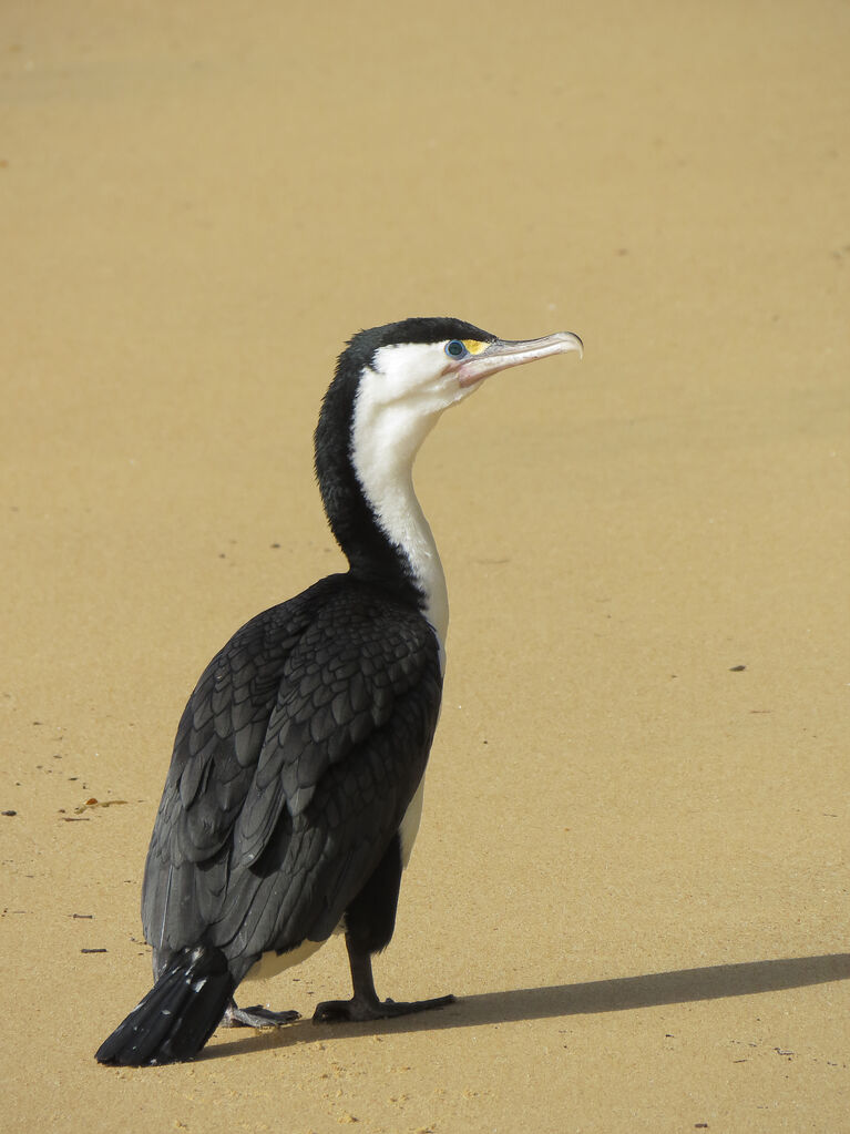 Australian Pied Cormorant