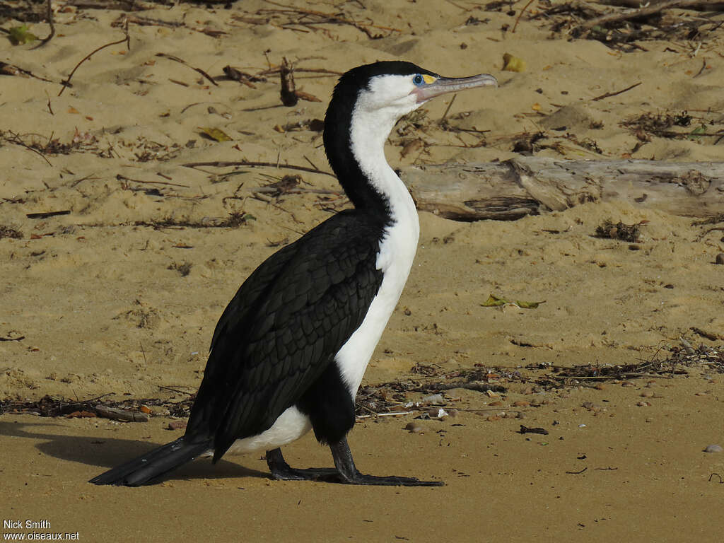 Cormoran variéadulte, identification