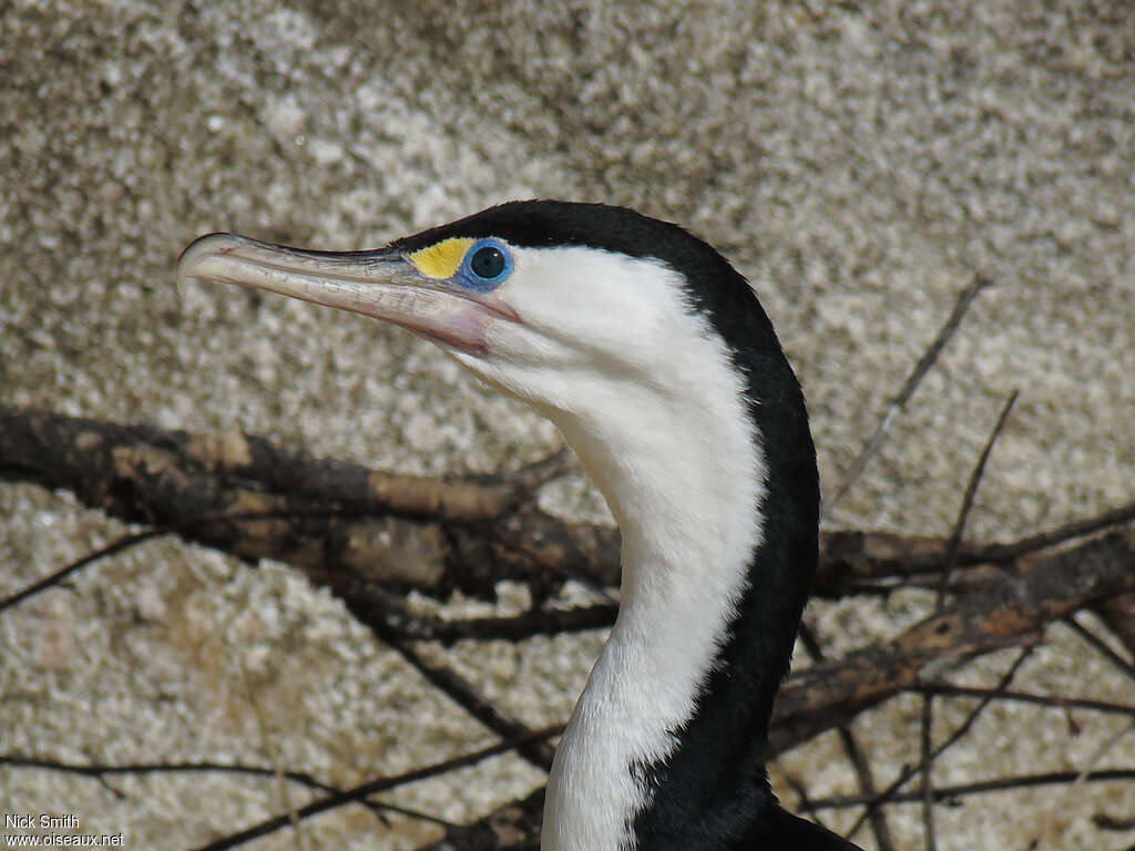 Australian Pied Cormorantadult, close-up portrait, pigmentation