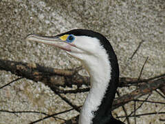 Australian Pied Cormorant