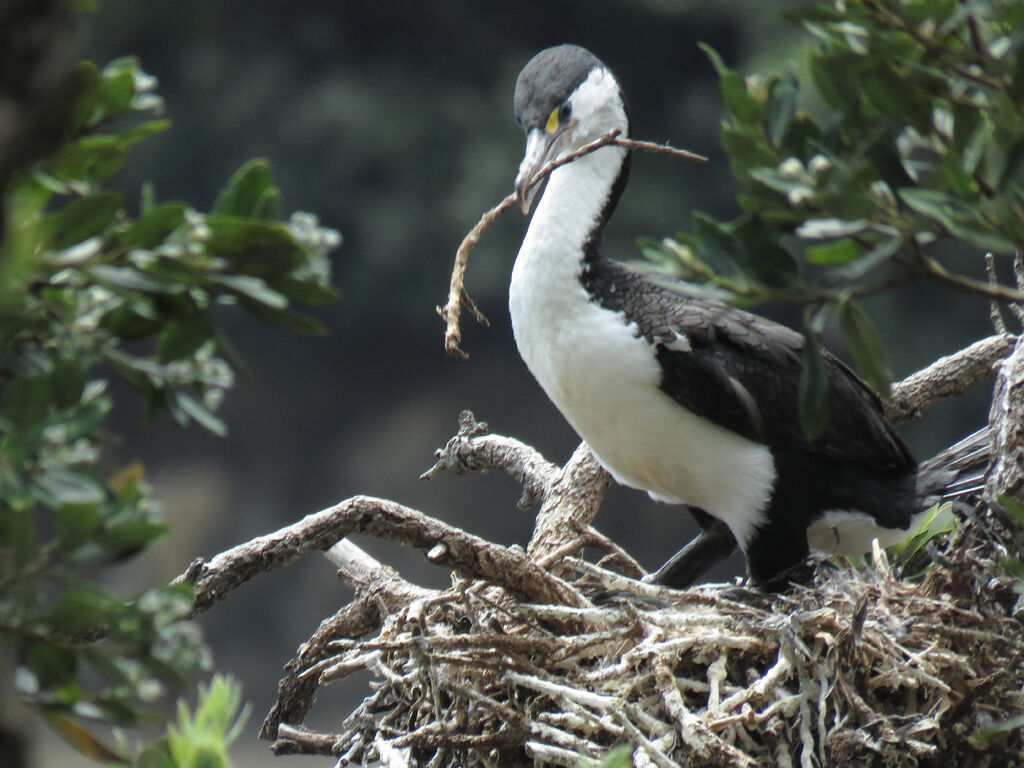 Australian Pied Cormorant