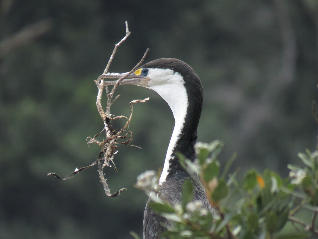 Australian Pied Cormorant