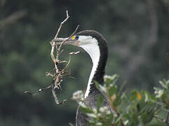Australian Pied Cormorant
