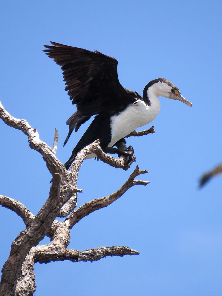 Australian Pied Cormorant