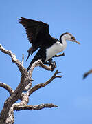 Australian Pied Cormorant