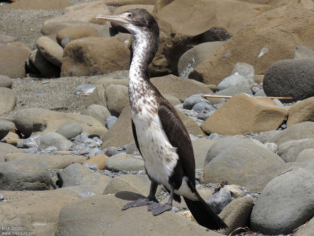 Australian Pied Cormorantjuvenile, identification