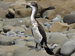 Australian Pied Cormorant