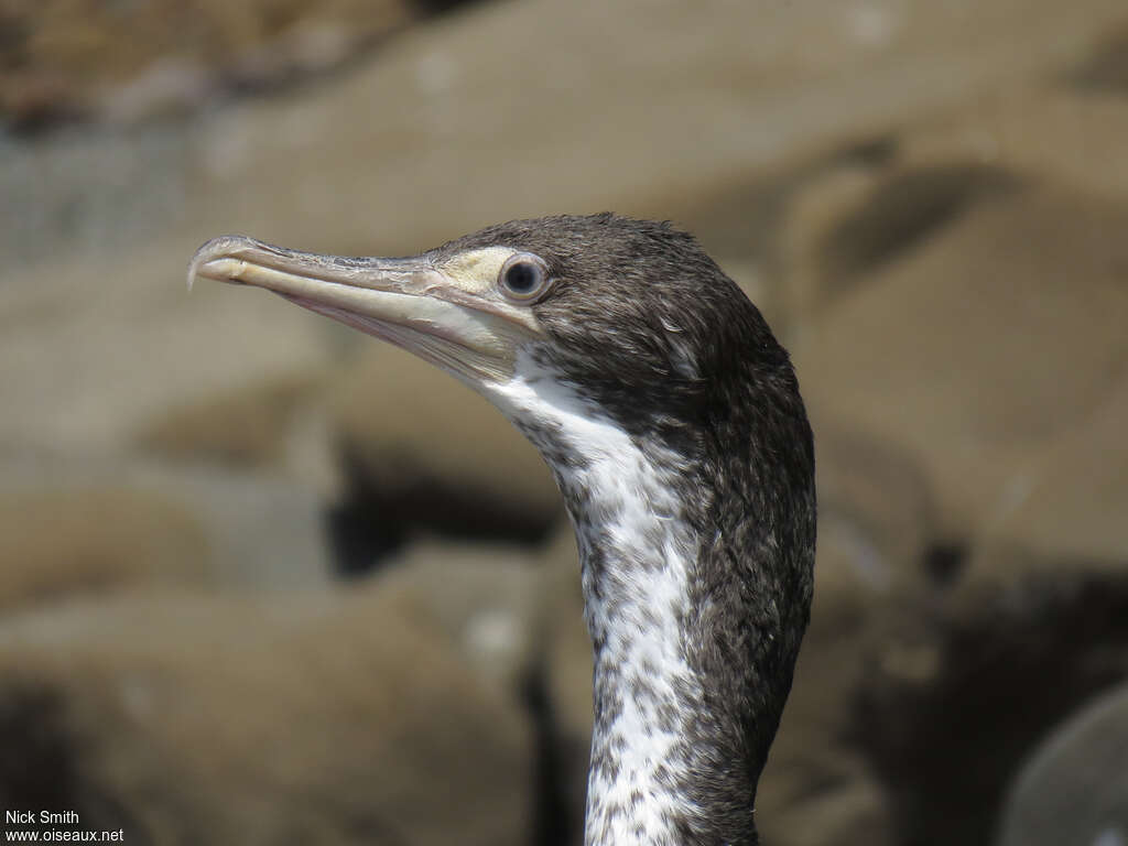 Australian Pied Cormorantjuvenile, close-up portrait