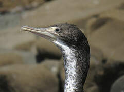 Australian Pied Cormorant