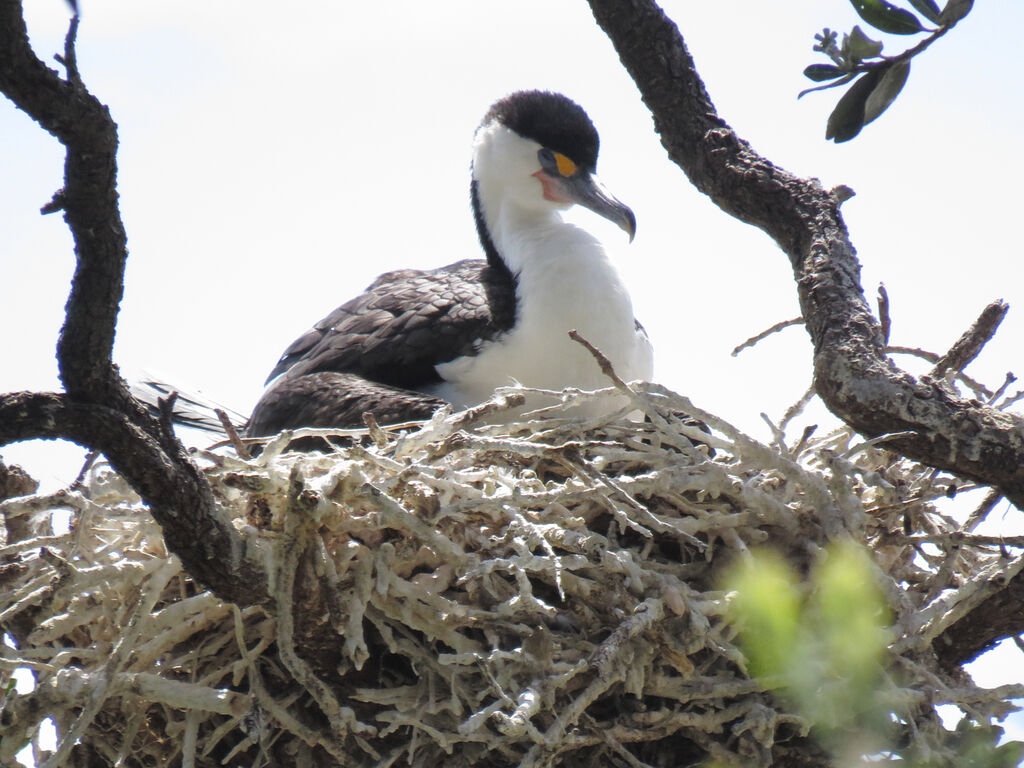 Australian Pied Cormorant, Reproduction-nesting