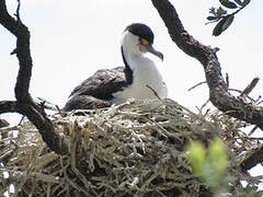 Cormoran varié