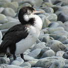 Cormoran varié