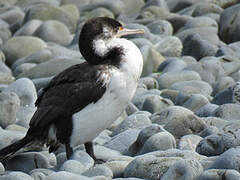 Australian Pied Cormorant