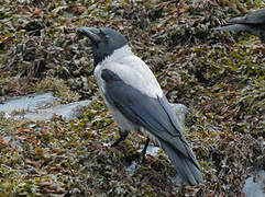 Hooded Crow